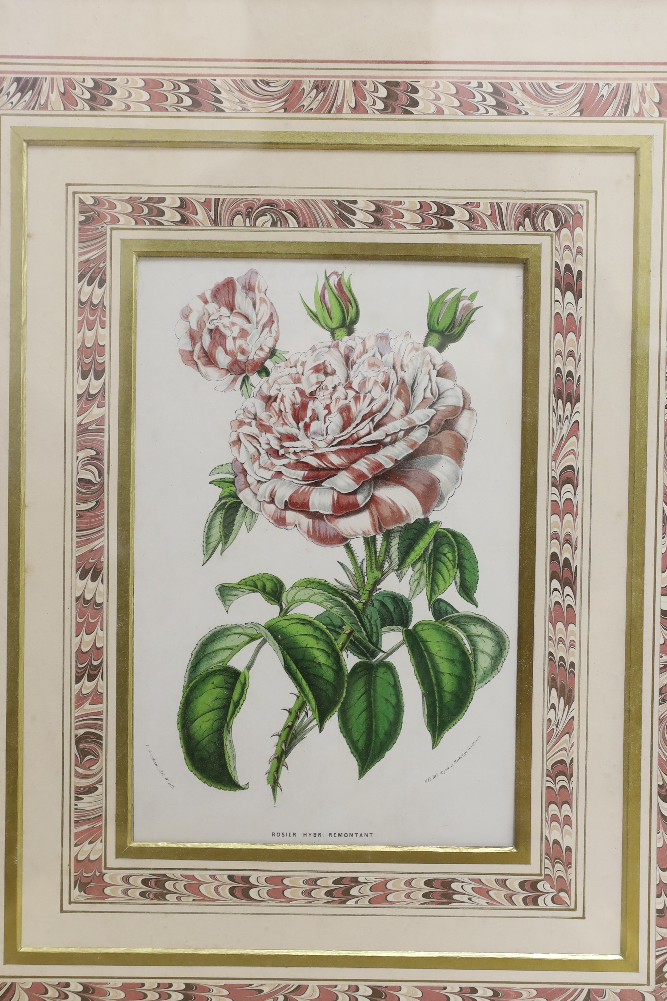 A set of four Victorian hand coloured lithographs of exotic garden flowers, 23 x 15cm